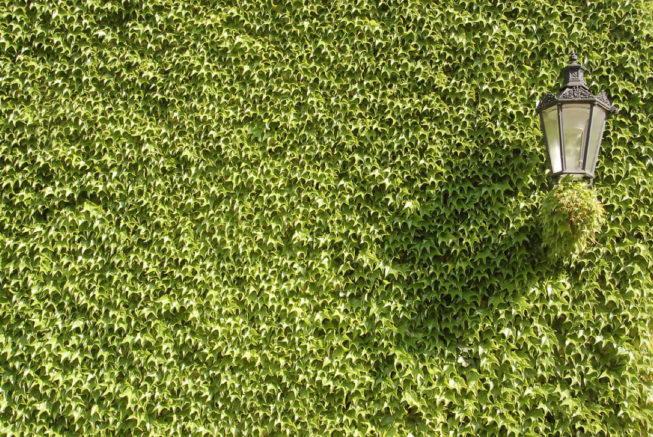 greenamwin-zielonasciana-eko-naszewartosci-male_440